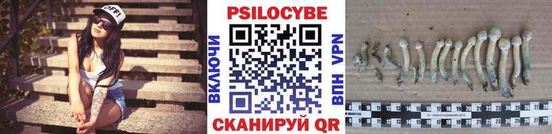 наркотики  Пикалёво  Псилоцибиновые грибы Cubensis 